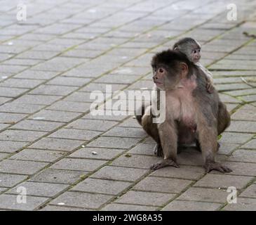 Una madre di scimmia cappuccina porta il suo bambino sulla schiena nella strada di Puerto Misahualli, Ecuador. Foto Stock