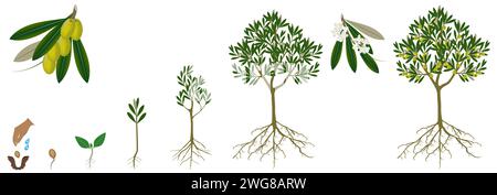 Ciclo di crescita di un olivo su sfondo bianco. Illustrazione Vettoriale