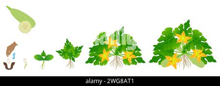 Ciclo di crescita della pianta di zucchine isolata su sfondo bianco. Illustrazione Vettoriale