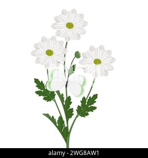 Bouquet di crisantemi camomilla con una farfalla su sfondo bianco. Illustrazione Vettoriale