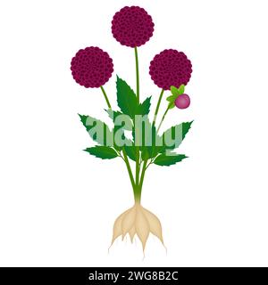 Dahlia di Borgogna con radici su sfondo bianco. Illustrazione Vettoriale