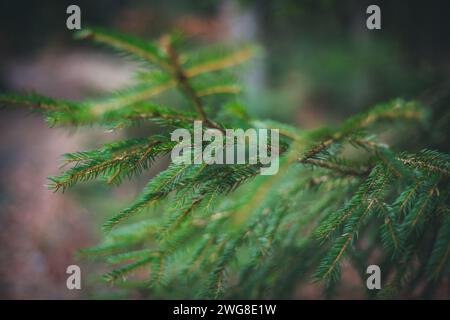 Evergreen Bough, escursioni al Nebelstein (1017 m. ü.A.), Waldviertel, Austria Foto Stock