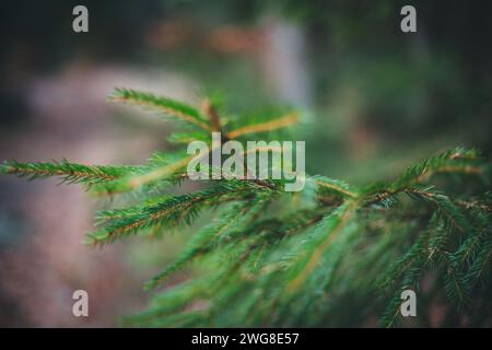 Evergreen Bough, escursioni al Nebelstein (1017 m. ü.A.), Waldviertel, Austria Foto Stock