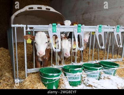 03.02.2024, Gilgenberg, AUT, Unterwegs in Oberösterreich, Symbolbild, Themenbild, Verschiedene Themenbilder, Reportage, Landwirtschaft, Kälbchen, Tier, im Bild Kalb, Kälbchen, Kuh, Stier, Futter, Iglo, Stroh, Landwirtschaft, Jungtiere, Bauernhof, *** 03 02 2024, Gilgenberg, AUT, on the Road in alta Austria, immagine dei simboli, immagine dei temi, varie immagini dei temi, reportage, agricoltura, vitello, animale, nella figura vitello, vitelli, mucca, toro, mangime, Iglo, paglia, allevamento, animali giovani, allevamento, Foto Stock