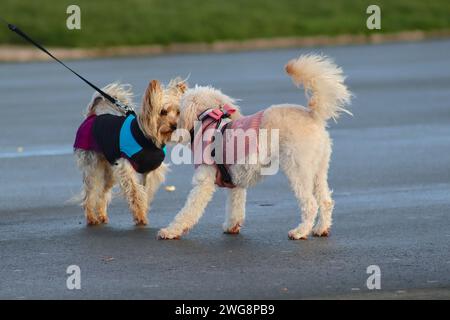 Due camminatori chiacchierano mentre i loro canini eccitati si salutano e poi scappano per giocare a Hoe Promenade, Plymouth, Devon. Foto Stock