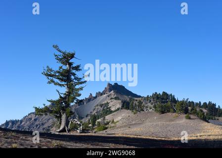 Lone Whitebark Pine si trova sul bordo del Crater Lake National Park, in Oregon. I cieli blu sono in alto. Foto Stock