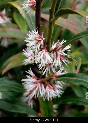 Primo piano di fiori di Sarcococca hookeriana 'stelo viola' in un giardino in fine inverno Foto Stock