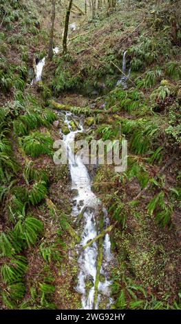Un ruscello scorre attraverso una tranquilla foresta nella panoramica Molalla River Valley in Oregon. Quest'area selvaggia ospita vaste foreste e bacini d'acqua. Foto Stock