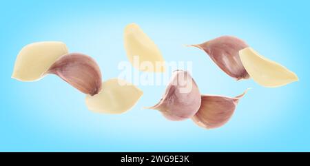 Spicchi d'aglio freschi che cadono su sfondo azzurro, design striscione Foto Stock