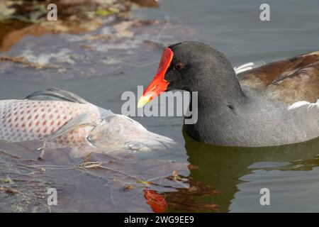 Un gallinule comune mangia una tilapia morta che galleggiava nel lago Apopka vicino a Winter Garden, Florida. Foto Stock