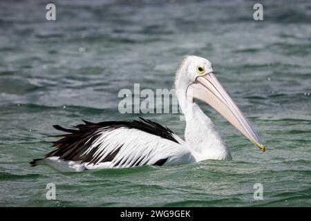 Pelican australiano che nuota sull'acqua Foto Stock