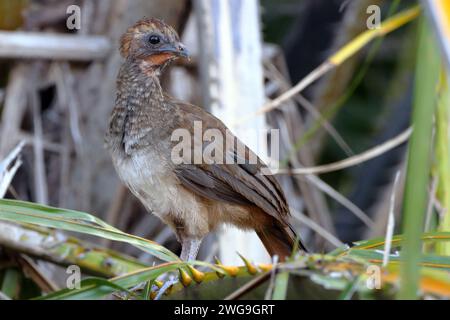 Giovane Chachalaca del Brasile orientale (Ortalis araucuan) arroccata su una paglia di cocco Foto Stock