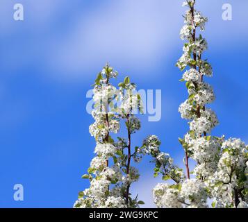 I fiori bianchi fioriscono contro un cielo blu adornano i rami torreggianti di un albero primaverile fiorito. Foto Stock