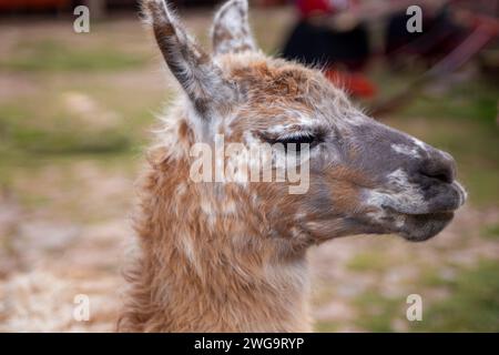 Un Alpaca che si guarda intorno Foto Stock