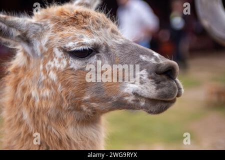 Un Alpaca domestico in Perù Foto Stock