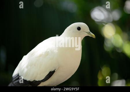 Il pied Torresia Imperial Pigeon è tutto bianco con ali nere Foto Stock