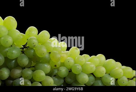 Grande grappolo di uva verde con gocce d'acqua su fondo nero Foto Stock