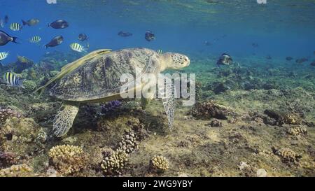 Great Green Sea Turtlle (Chelonia mydas) in cima alla barriera corallina intorno a banchi galleggianti di pesci tropicali nelle giornate di sole, Mar Rosso, Egitto Foto Stock