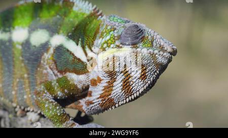 Primo piano ritratto di camaleonte curioso guarda in su nella giornata di sole. Panther chameleon (Furcifer pardalis) Foto Stock