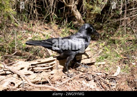 I Ravens australiani sono neri con occhi bianchi negli adulti. Le piume sulla gola (hackles) sono più lunghe che in altre specie, Foto Stock