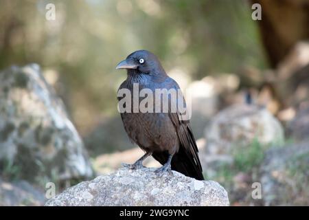 I Ravens australiani sono neri con occhi bianchi negli adulti. Le piume sulla gola (hackles) sono più lunghe che in altre specie Foto Stock