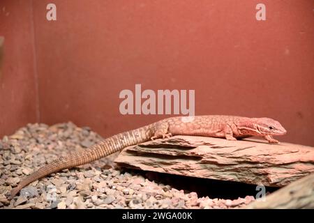 Il monitor dalla coda di colmo, chiamato anche monitor a coda di spillo, è una lucertola con macchie rotonde di colore marrone chiaro sulla parte superiore Foto Stock