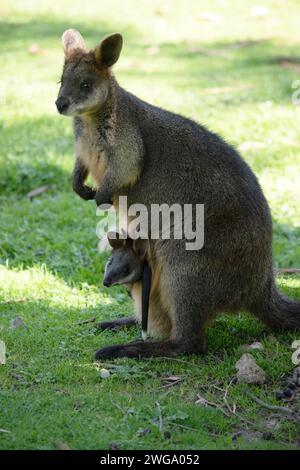 il wallaby della palude ha una joey nella sua custodia Foto Stock