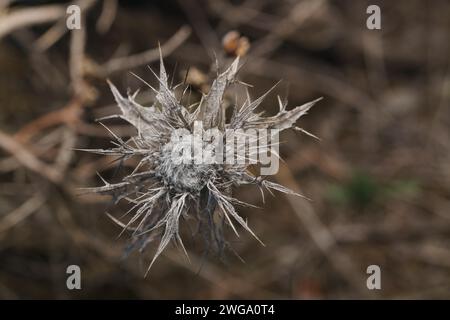 Vista dall'alto, primo piano di un cardo asciutto nel campo fuori dallo sfondo e dallo spazio di copia Foto Stock