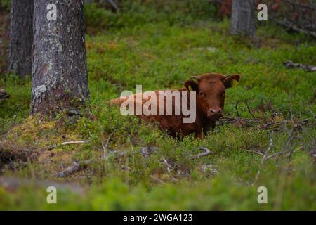 Sparo di una mucca bruna (Bos taurus) seduta nella foresta, bestiame domestico, sparo di animali, ritratto di animali, primo piano, foto all'aperto, natura, foresta, vista Foto Stock