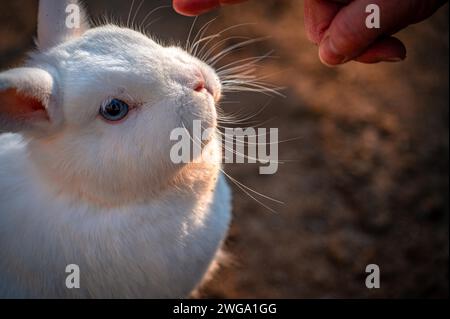 Coniglio pigmeo (Brachylagus idahoensis) nel recinto al sole, Eisenberg, Turingia, Germania Foto Stock