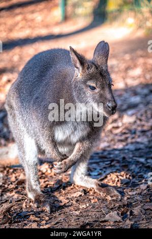 Canguro wallaby (Macropodidae) nel suo ambiente naturale, Eisenberg, Turingia, Germania Foto Stock