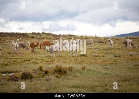 Alpacas (Vicugna pacos) nella Reserva Nacional de Salinas y Aguada Blanca, provincia di Arequipa, Perù Foto Stock