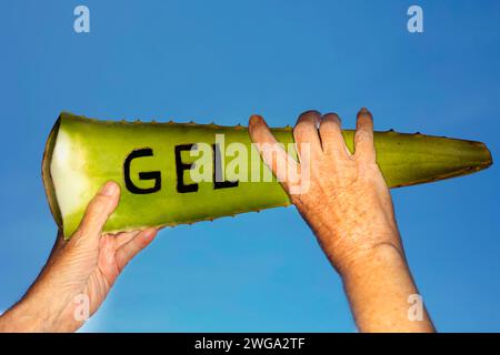 La parola GEL è stata scolpita in un vero aloe veras (Aloe vera) e tenuta dalle mani di due donne contro il cielo blu e senza nuvole Foto Stock
