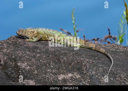 Iguana verde, iguana iguana iguana, Costa Rica, America centrale, America Latina Foto Stock