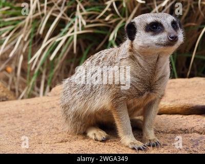 Vivace e vigile Meerkat con una bellezza incredibile. Foto Stock