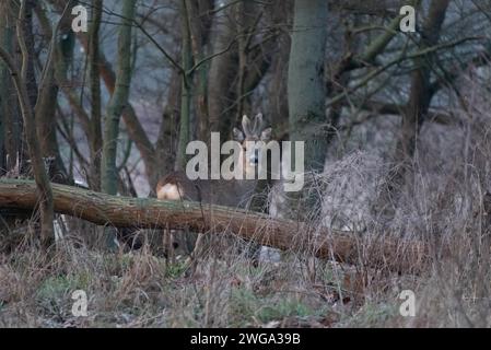 Un roebuck si nasconde tra alberi e erba secca nella foresta, Stadtpark Rotehorn, Magdeburgo, Sassonia-Anhalt, Germania Foto Stock