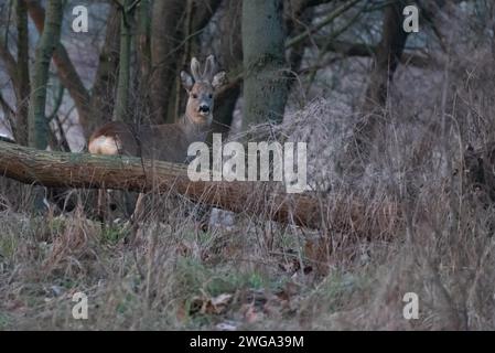 Un roebuck si nasconde tra alberi e erba secca nella foresta, Stadtpark Rotehorn, Magdeburgo, Sassonia-Anhalt, Germania Foto Stock