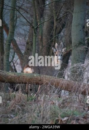 Un roebuck si nasconde tra alberi e erba secca nella foresta, Stadtpark Rotehorn, Magdeburgo, Sassonia-Anhalt, Germania Foto Stock