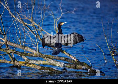 Un grande cormorano (Phalacrocorax carbo) seduto su un ramo sopra un'acqua azzurra limpida, le ali si estendevano a secco, Muehlenteich, Wismar, Meclemburgo-Occidentale Foto Stock