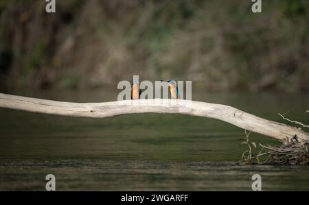 I due pescatori di re appollaiati su un ramo d'albero che sovrasta un tranquillo corpo d'acqua. Foto Stock