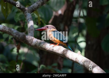 Un kingfisher arroccato su un ramo d'albero. Foto Stock