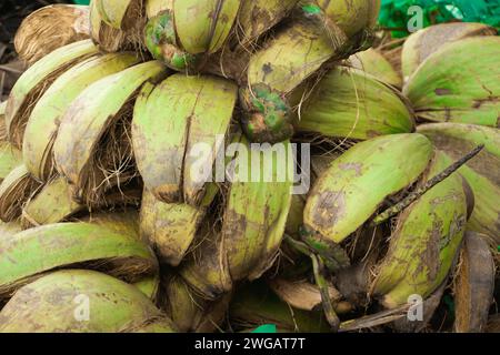 Fibra di cocco ancora verde. può ancora essere utilizzato per creare oggetti utili Foto Stock