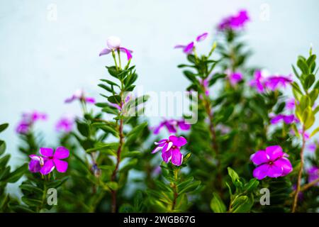 Il viola Catharanthus roseus fiorisce nel giardino. Fuoco selettivo di fiori rosa periwinkle o Catharanthus roseus Foto Stock