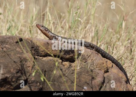 Felsen-Schildechse / lucertola gigante placcata / Matobosaurus validus Foto Stock