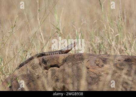 Felsen-Schildechse / lucertola gigante placcata / Matobosaurus validus Foto Stock