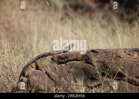 Felsen-Schildechse / lucertola gigante placcata / Matobosaurus validus Foto Stock