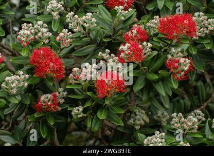 Albero di Natale neozelandese, Metrosideros eccelsa in pieno fiore a metà estate. Foto Stock