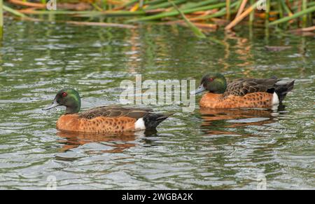 Ottanio castagno maschile, Anas castanea, pigrizia sul lago poco profondo, Victoria. Foto Stock