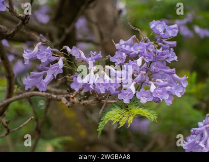 Jacaranda, Jacaranda mimosifolia, in fiore in coltivazione, Melbourne, Australia. Foto Stock