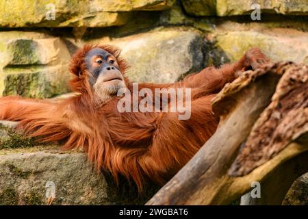 Ritratto di un orangotango che si rilassa in un recinto dello zoo. ZOO di Dresda. Foto Stock